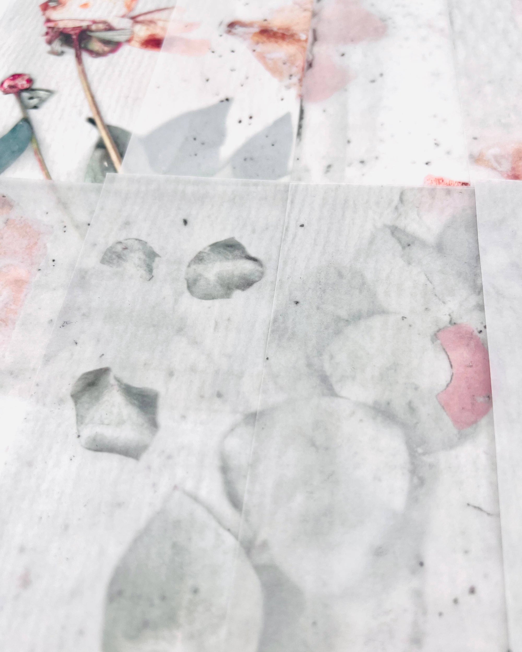 Transparent Papers – Botanical Series