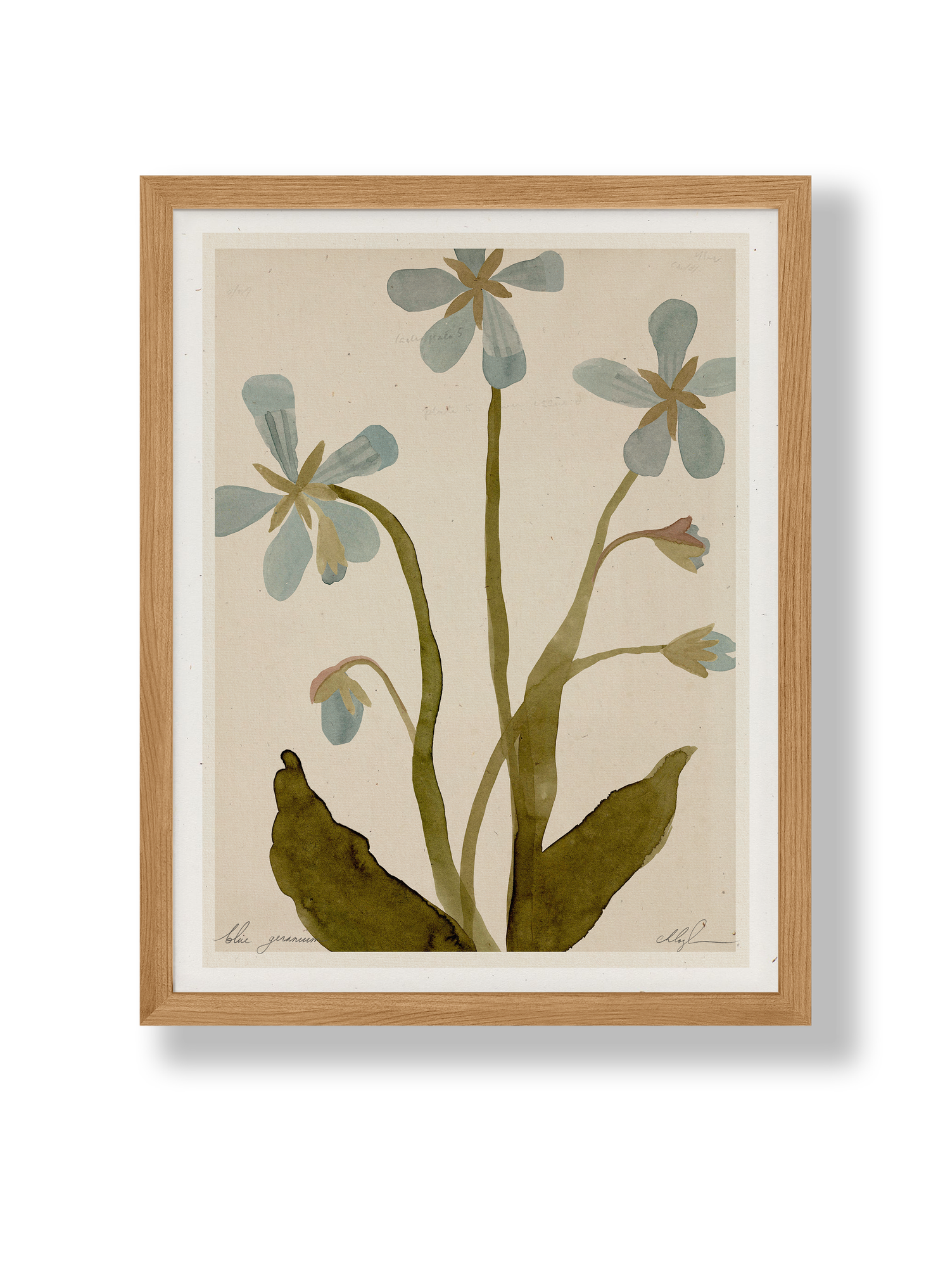 Blue Geranium
